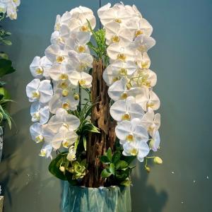 Hoa lan hồ điệp trắng - Sang trọng & thanh tao