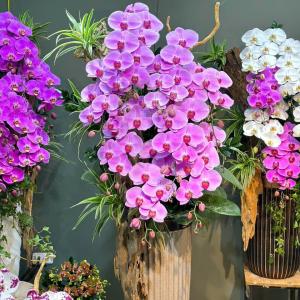 Hoa lan hồ điệp trắng - Sang trọng & thanh tao