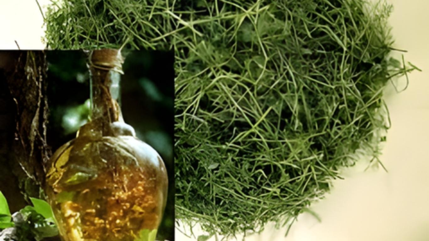 Rượu thảo mộc