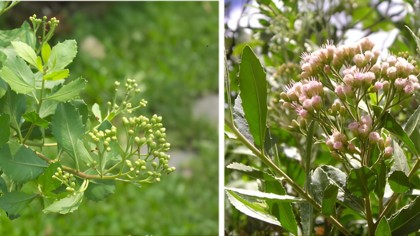 Rượu thảo mộc